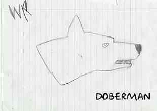 Doberman Pinscher