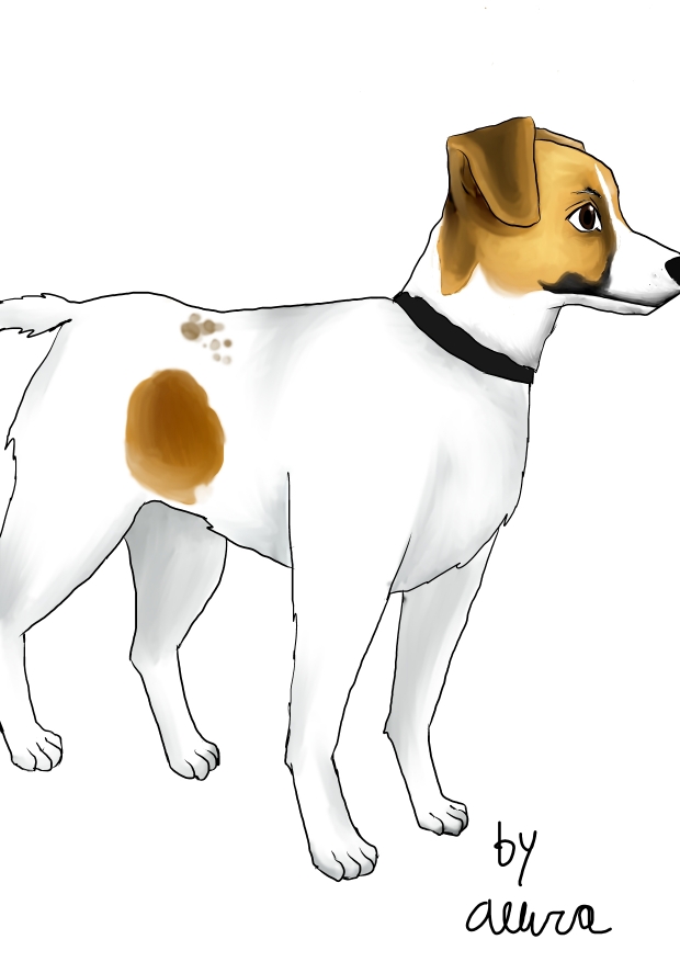 Jack Russell Terrier