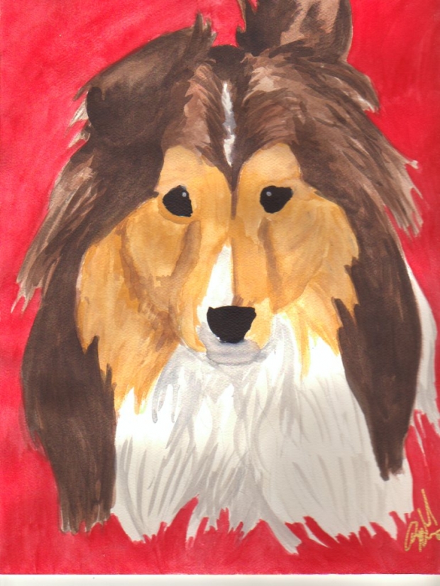 Sheltie Grace