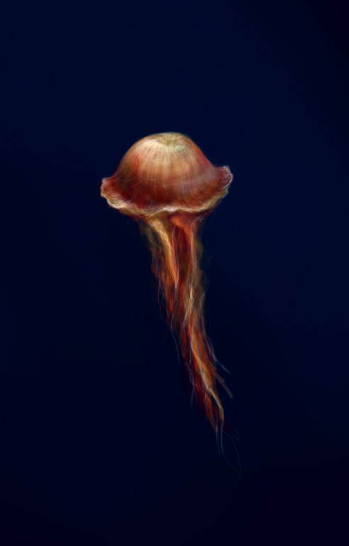 Jellyfish