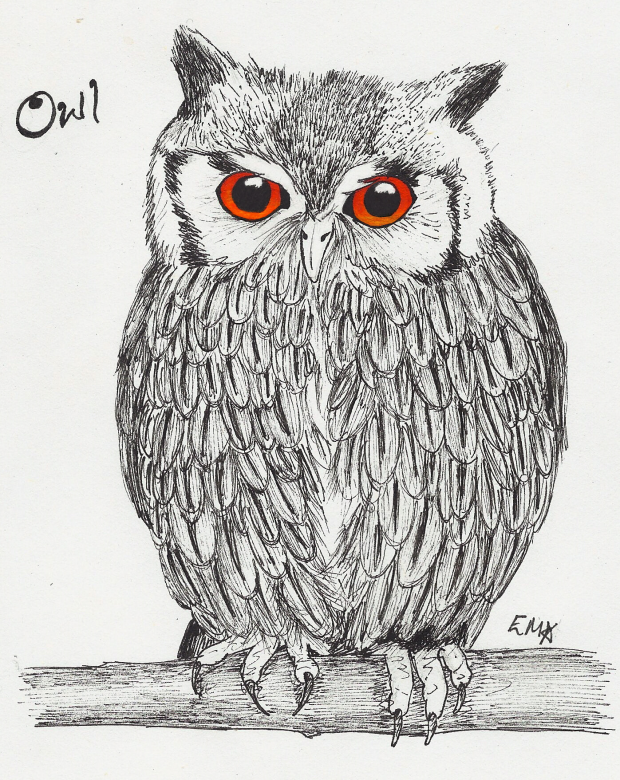 Owl