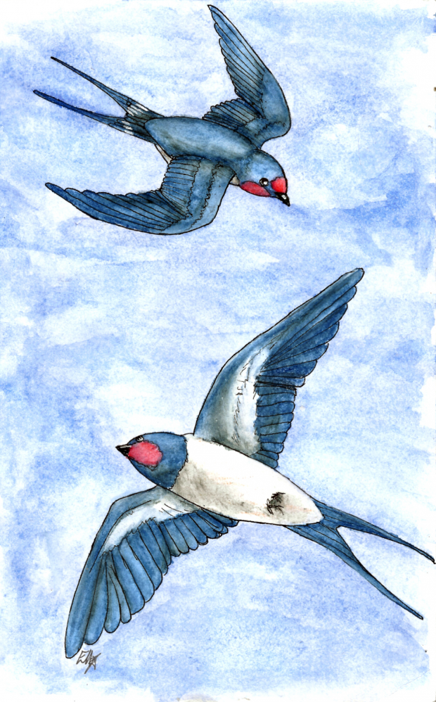 Swallows
