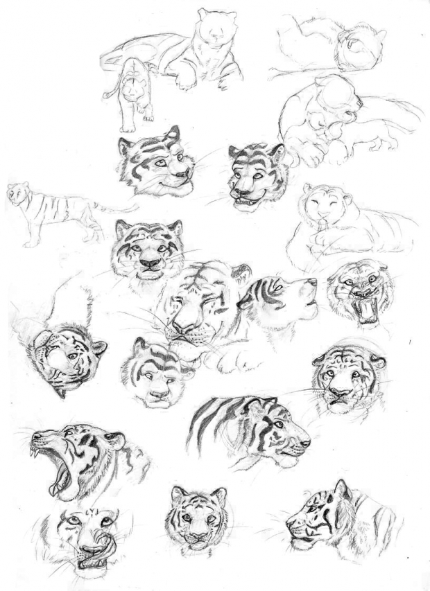 Tiger Sketch Studies