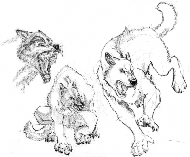 Werewolves Studies