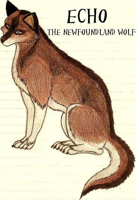 Echo the Newfoundland Wolf