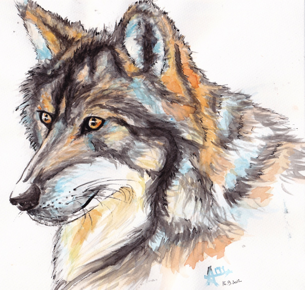 . wolf (watercolors 8)