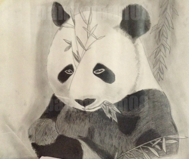 Panda Drawing
