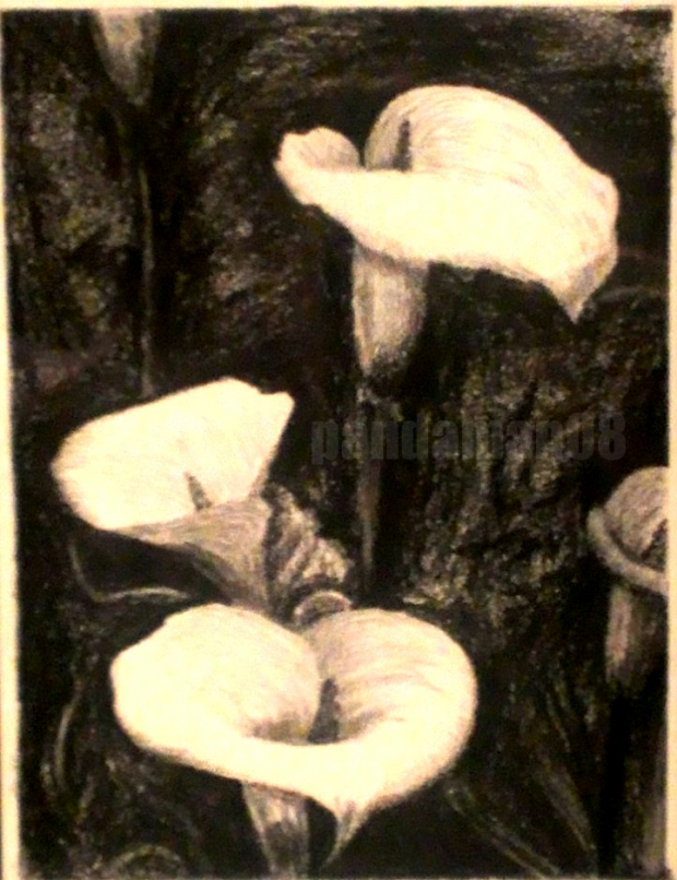Calla Lilies :D
