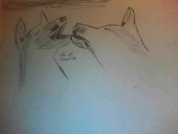 howling in the night