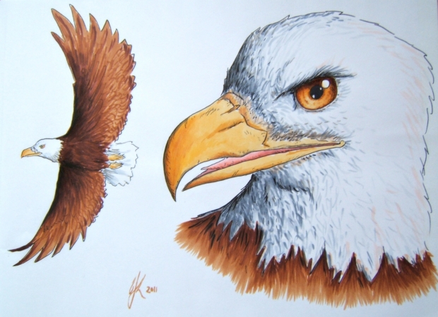 Bald Eagle Profile
