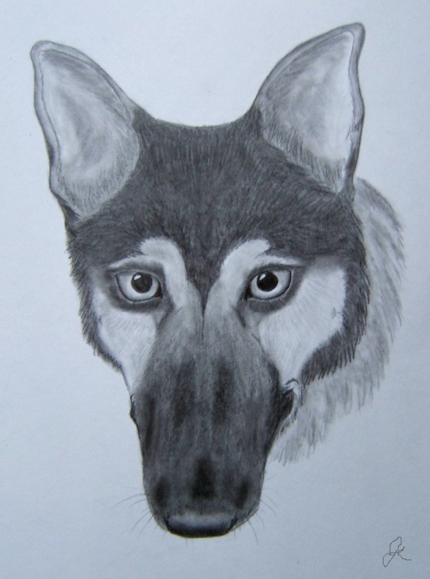 German Shepherd sketch