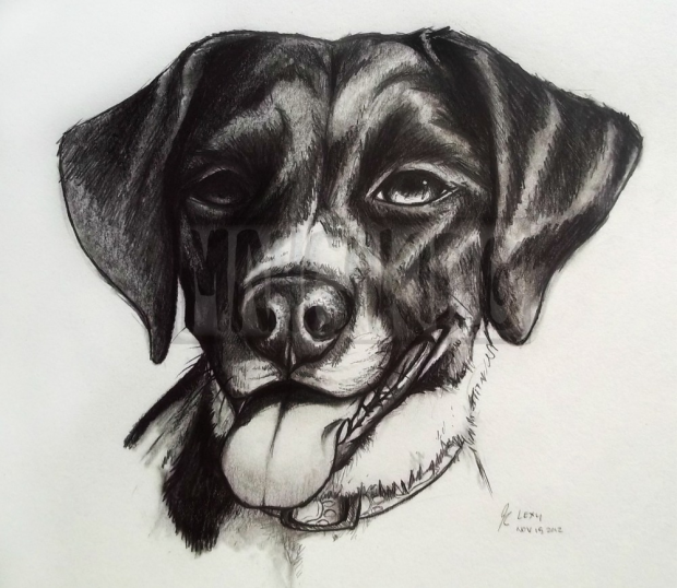 Dog Portrait-Lexy