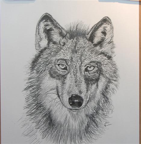 Penciled wolf