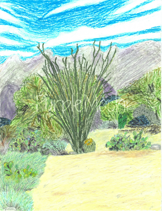 Tucson Garden