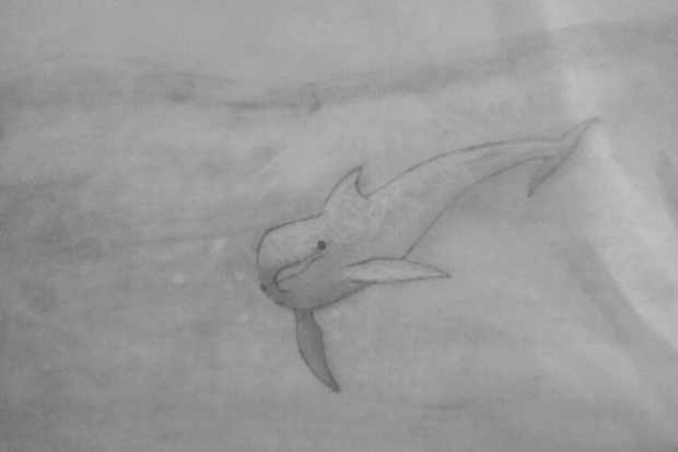 Dolphin Doodle