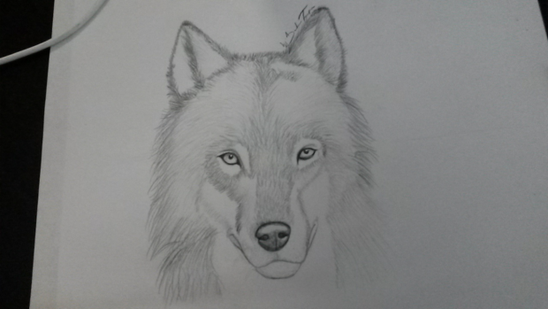 W.I.P Wolf sketch