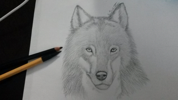 Wolf (complete)