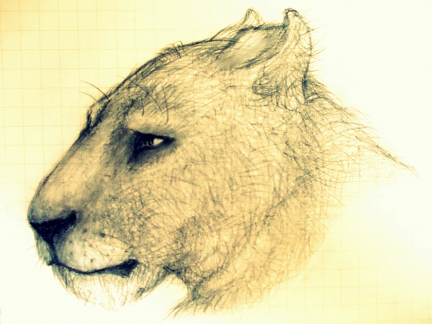 Female Lion