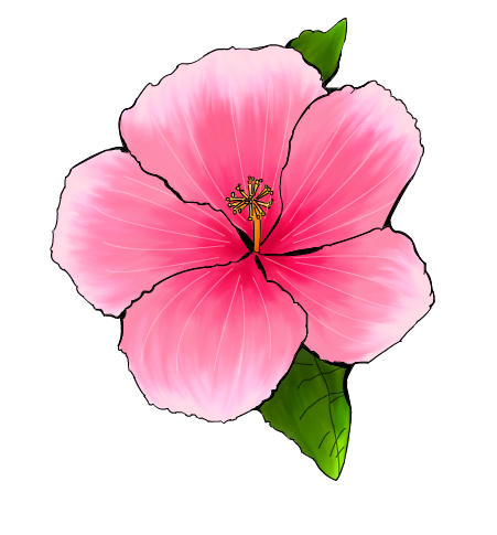 Hibiscus Colored