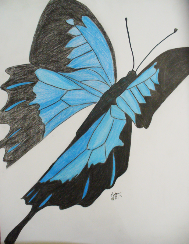 Blue Swallowtail