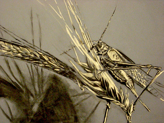 Grasshopper  on wheat (charcoal)