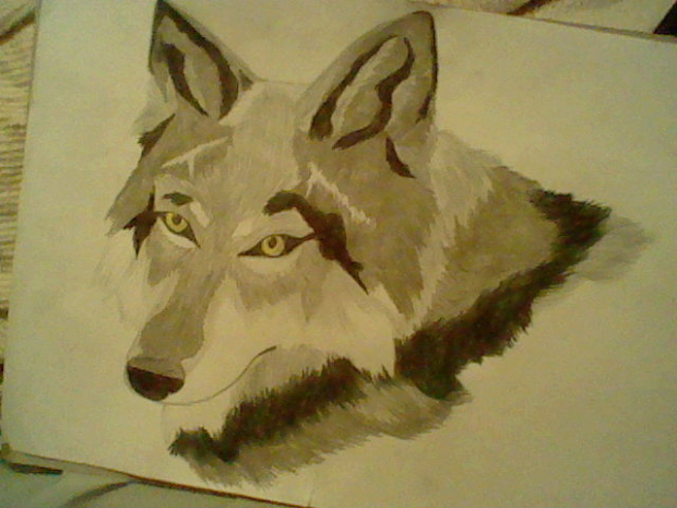 Wolf