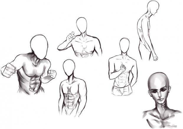 Anatomy Study - Male Torso