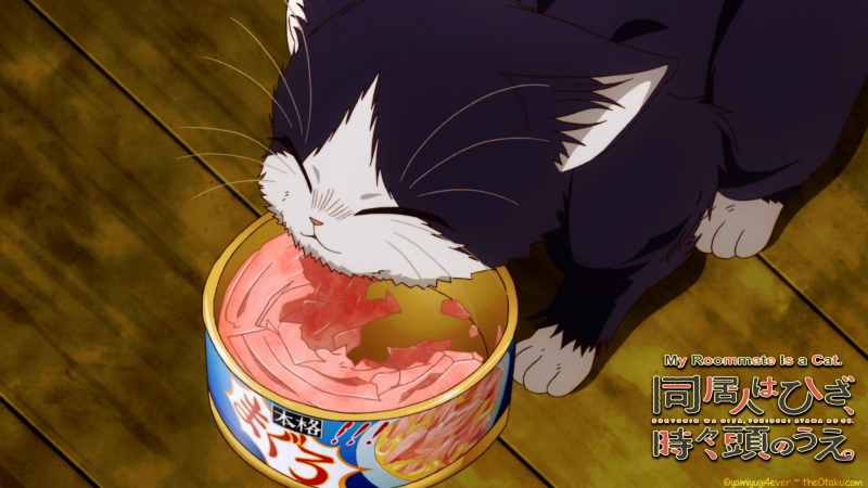 Haru Cat Food Wallpaper