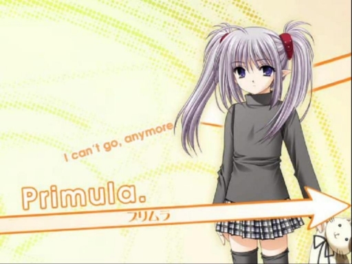 Primula