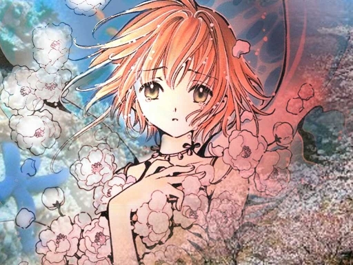 Ocean Of Cherry Blossoms