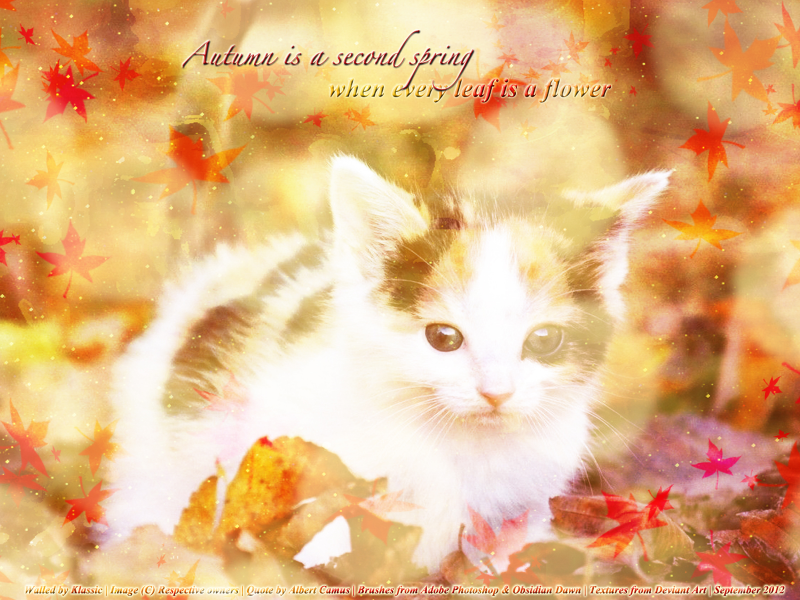 Autumn Kitty<3