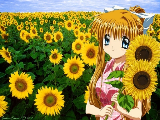 Sun Flowers