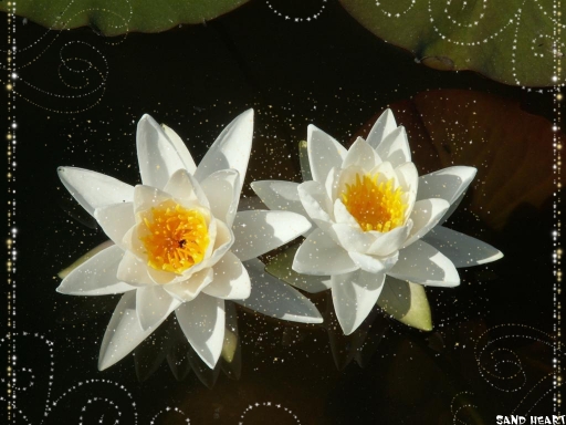 ~ Hardy White Water Lillies ~