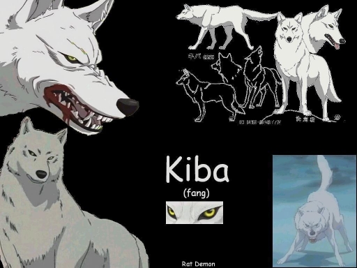 Kiba the white wolf