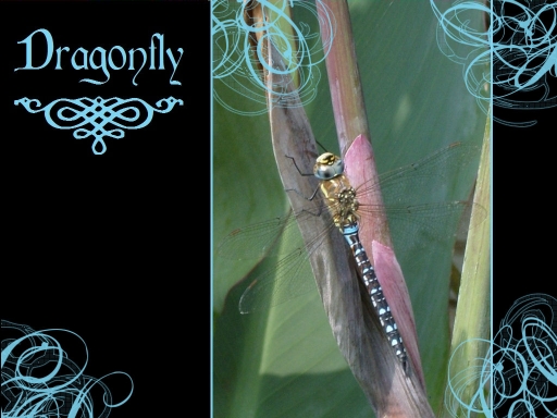 Dragonfly wallpaper