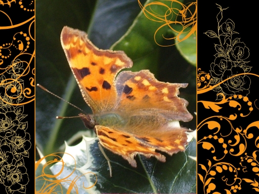 Orange butterfly
