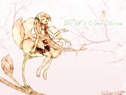 Tears of A Cherry Blossom