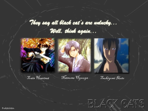 black cats