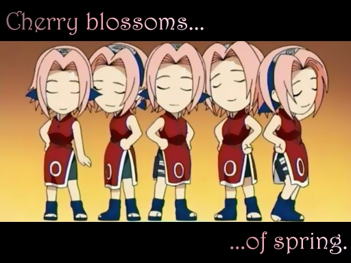 Cherry Blossoms of Spring