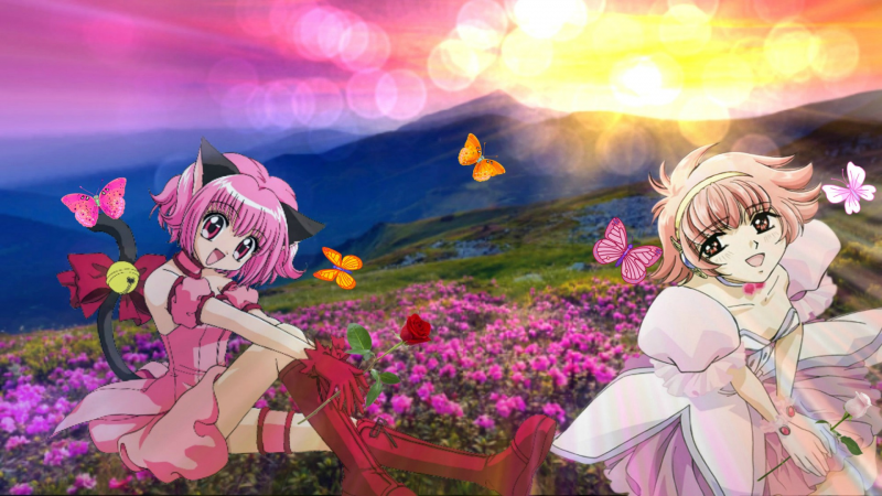 Roses and butterflies