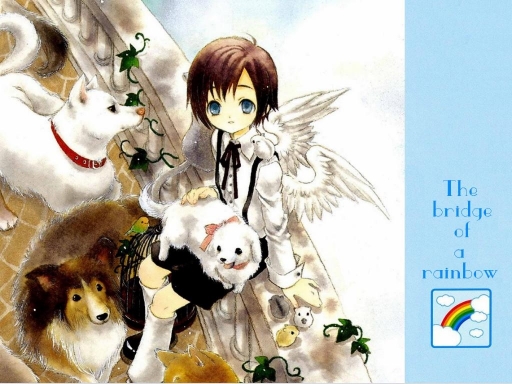 The Bridge Of A Rainbow